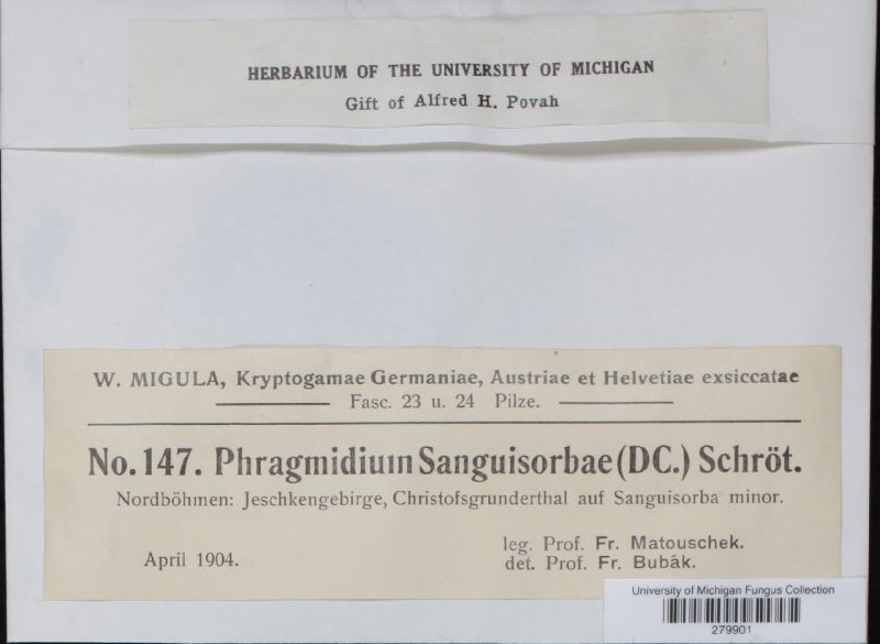 Phragmidium sanguisorbae image