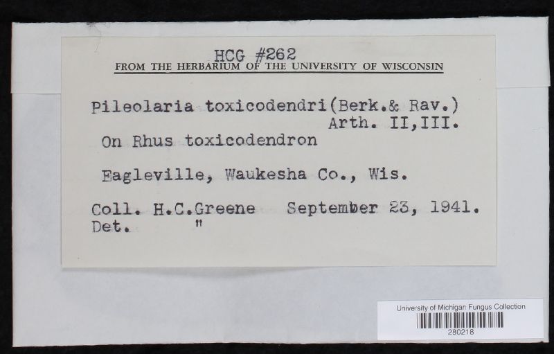 Pileolaria toxicodendri image