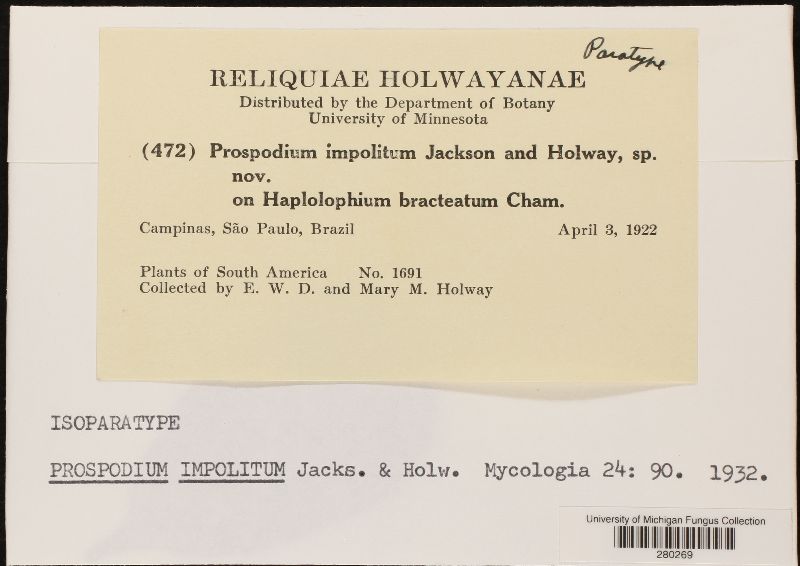 Prospodium impolitum image