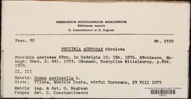Puccinia acetosae image
