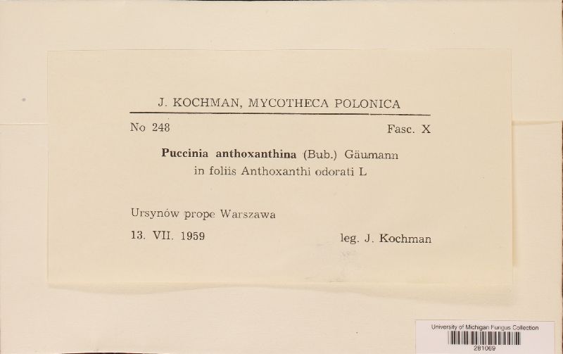 Puccinia anthoxanthina image