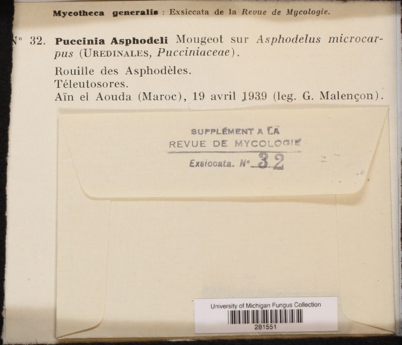 Puccinia asphodeli image