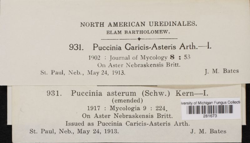 Puccinia asterum image