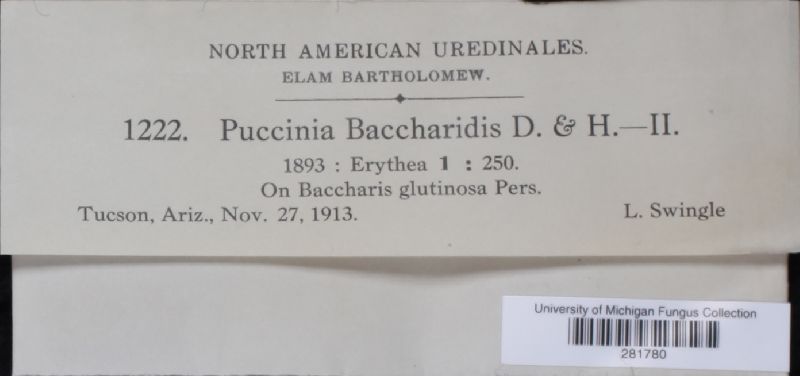 Puccinia baccharidis image