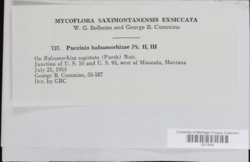 Puccinia balsamorrhizae image