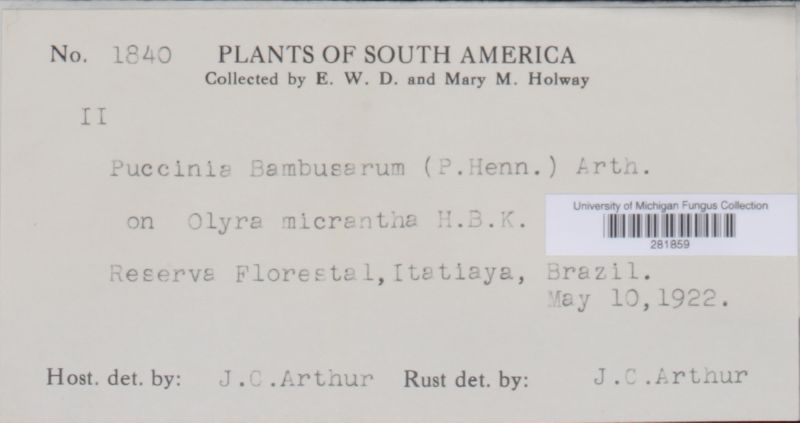 Puccinia bambusarum image