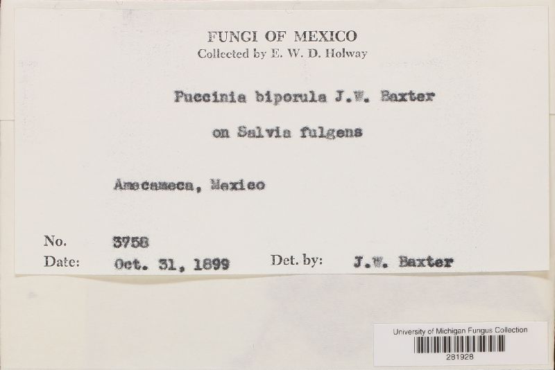 Puccinia biporula image