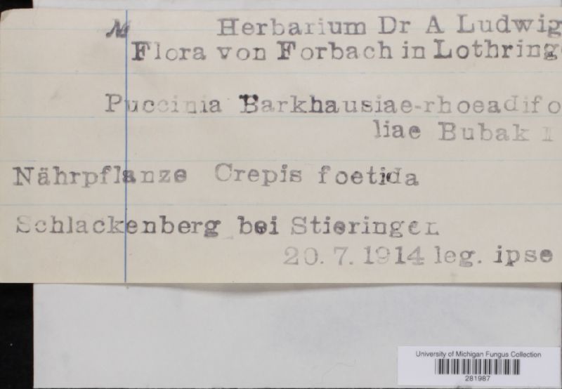 Puccinia barkhausiae-rhoeadifoliae image