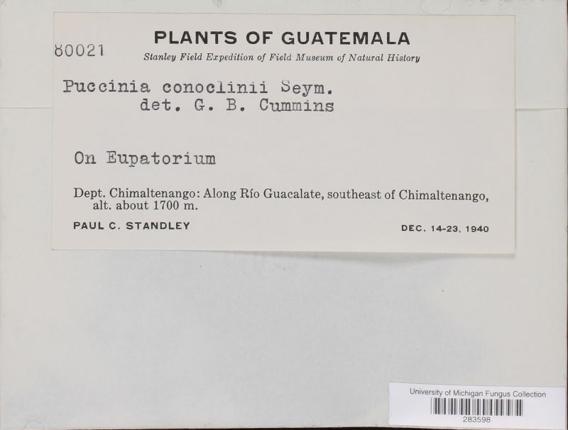 Puccinia conoclinii image