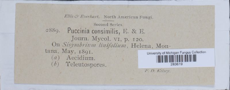 Puccinia consimilis image