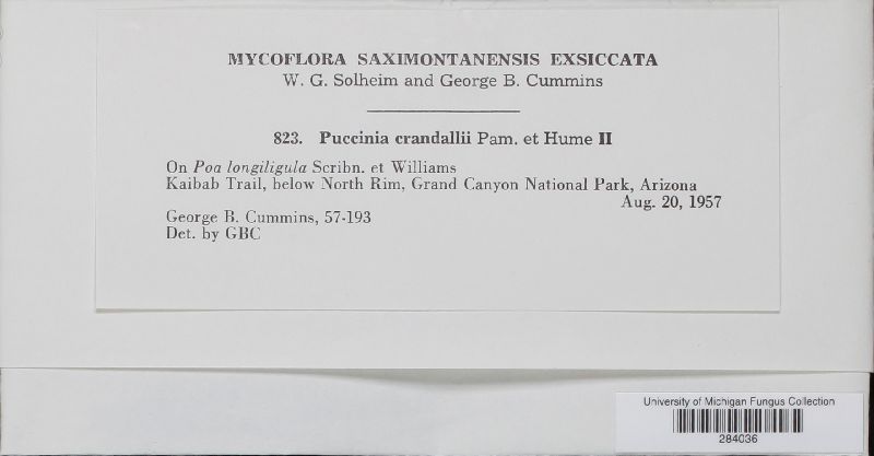 Puccinia crandallii image