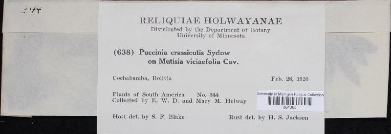 Puccinia crassicutis image