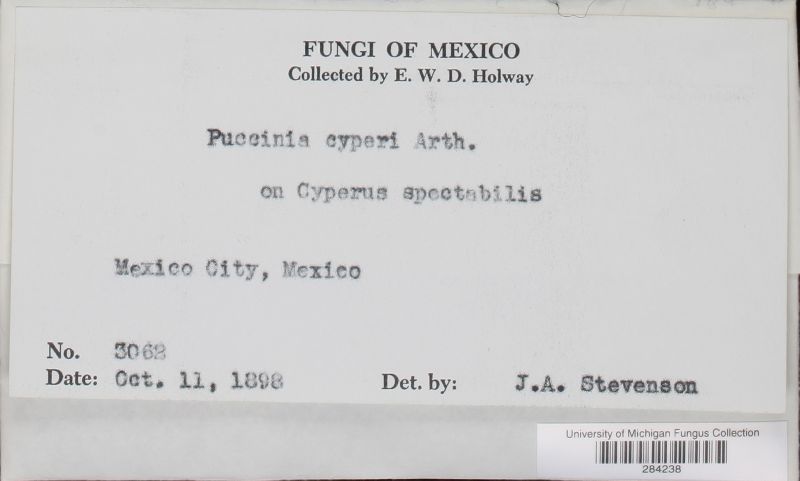 Puccinia cyperi image