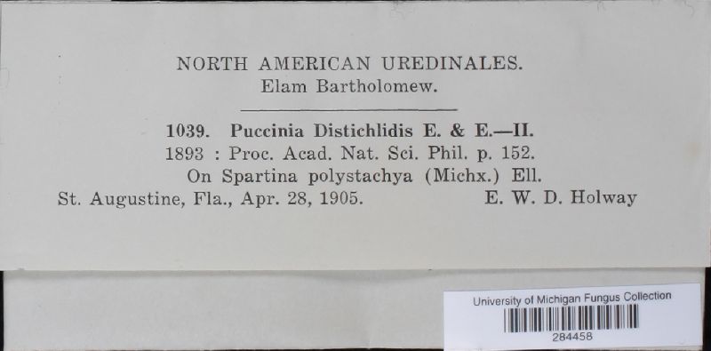 Puccinia distichlydis image