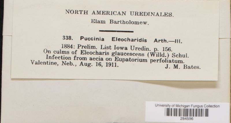 Puccinia eleocharidis image