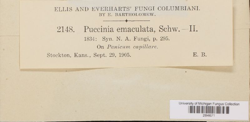 Puccinia emaculata image