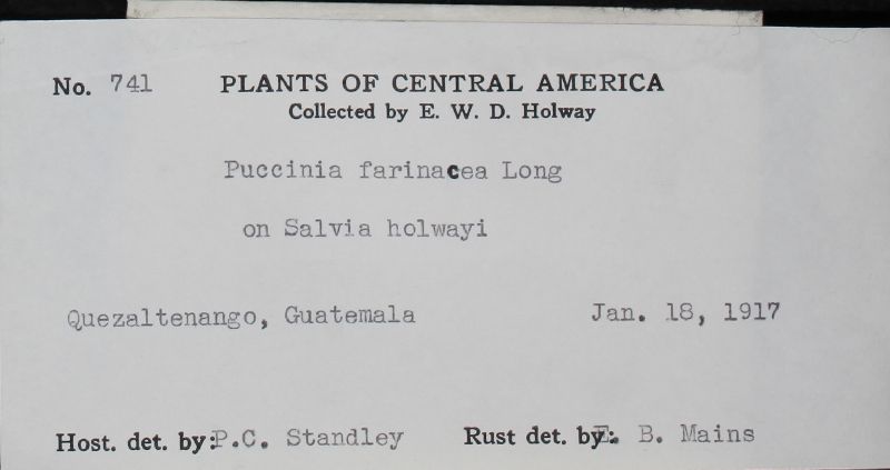 Puccinia farinacea image