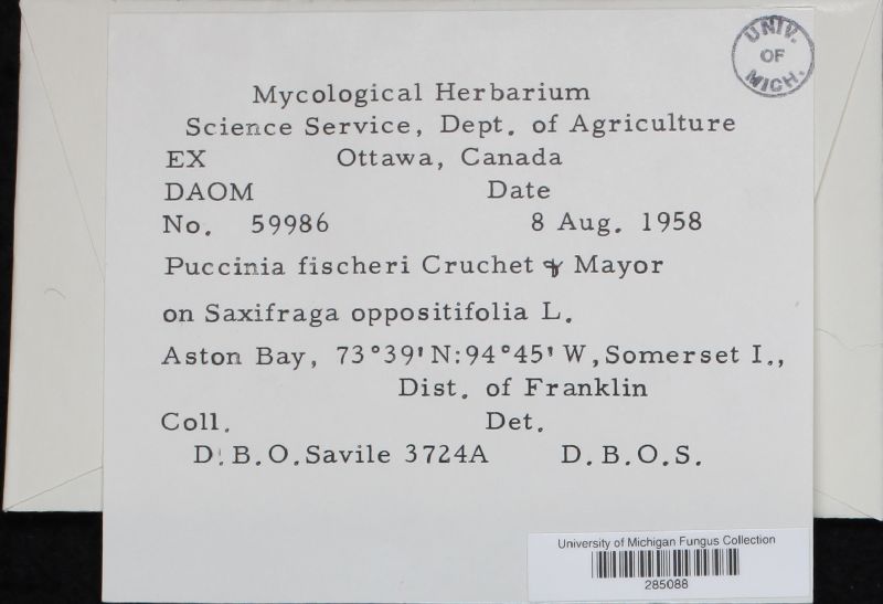 Puccinia fischeri image