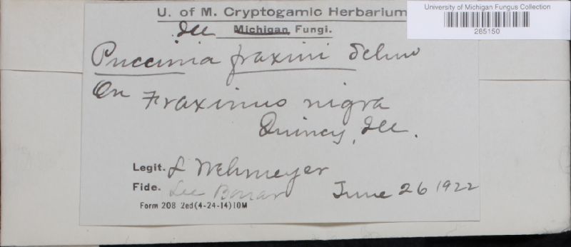 Macruropyxis fraxini image