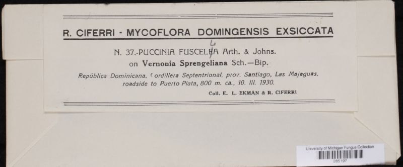 Puccinia fuscella image