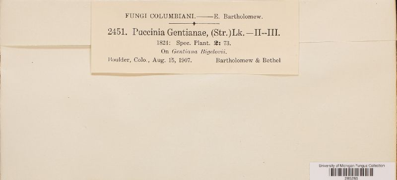 Puccinia gentianae image