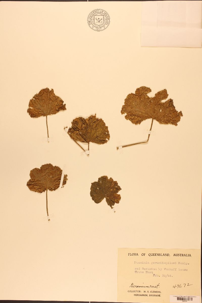 Puccinia geranii-pilosi image