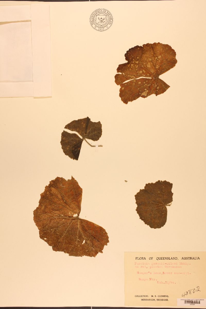 Puccinia geranii-pilosi image
