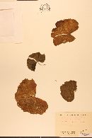 Puccinia geranii-pilosi image
