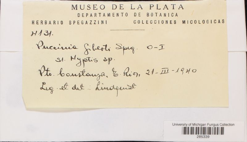 Puccinia giberti image