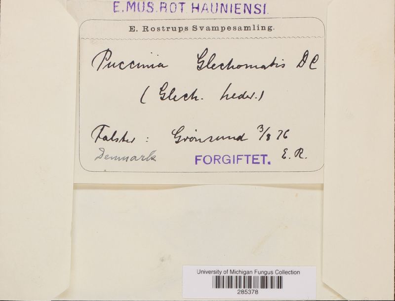 Puccinia glechomatis image