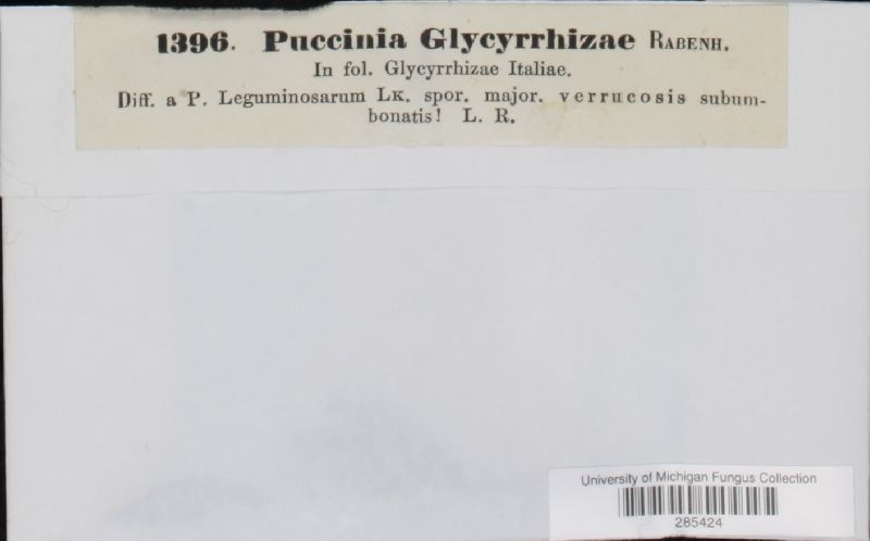Puccinia glycyrrhizae image