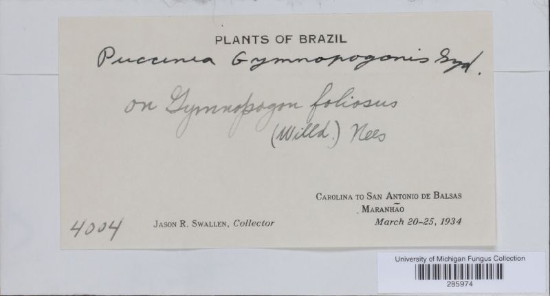 Puccinia gymnopogonis image
