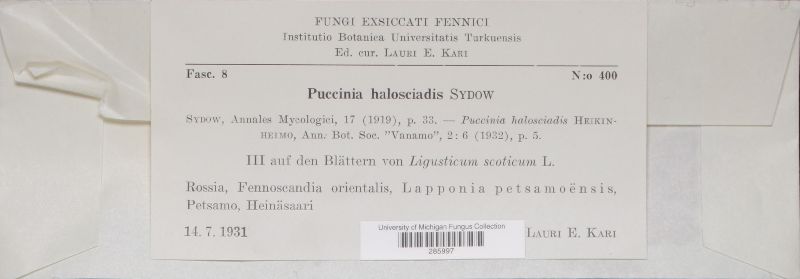 Puccinia halosciadis image