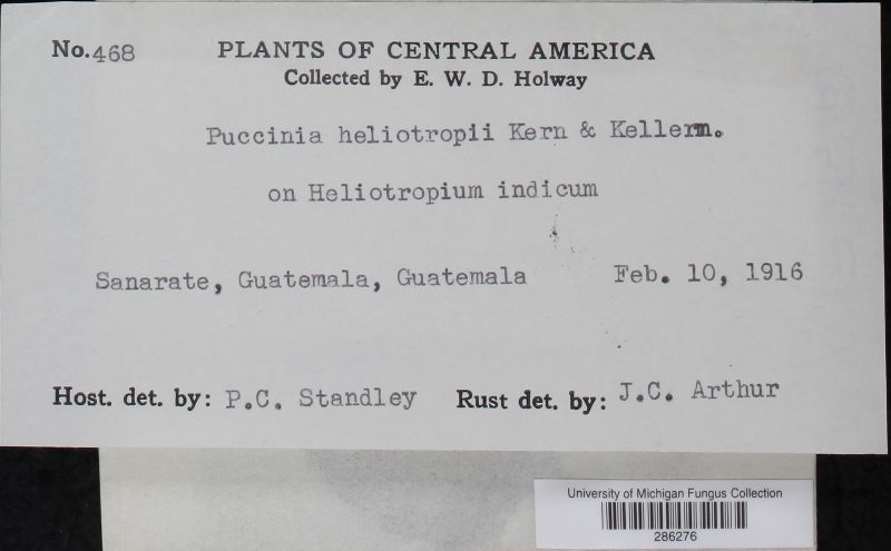 Puccinia heliotropii image