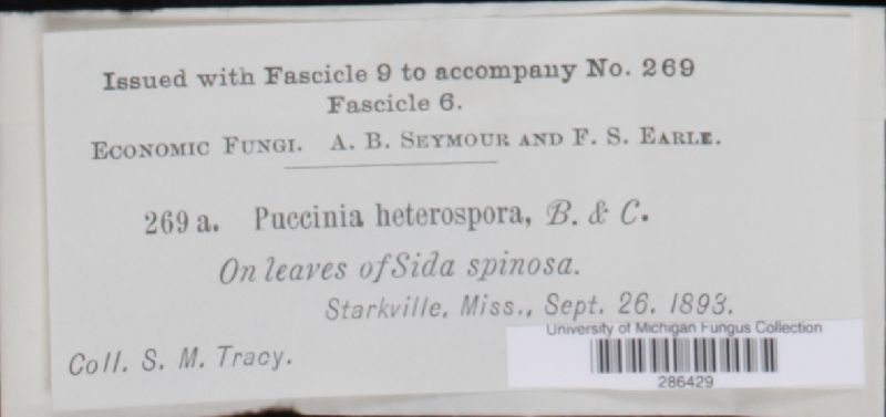Puccinia heterospora image
