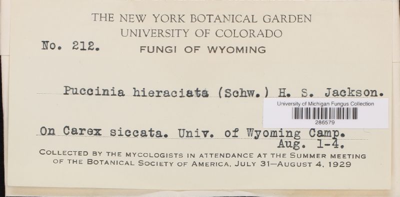 Puccinia hieraciata image