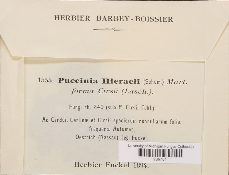 Puccinia hieracii f. hieracii image