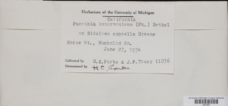 Puccinia interveniens image