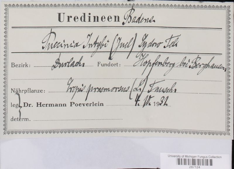 Puccinia intybi image