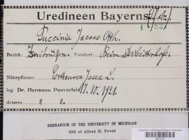 Puccinia hieracii image