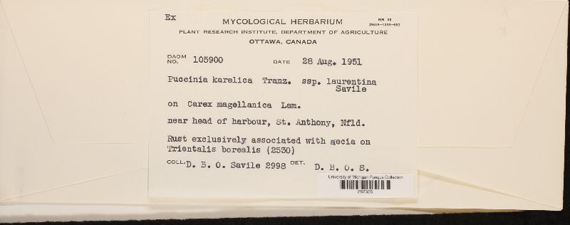 Puccinia karelica subsp. laurentina image