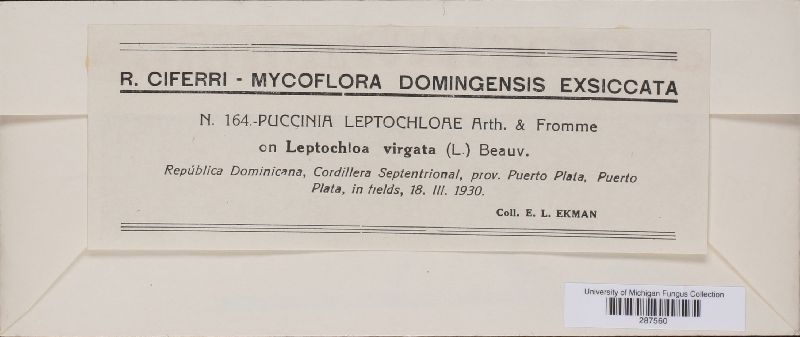 Puccinia leptochloae image