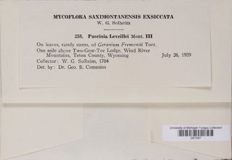 Puccinia leveillei image