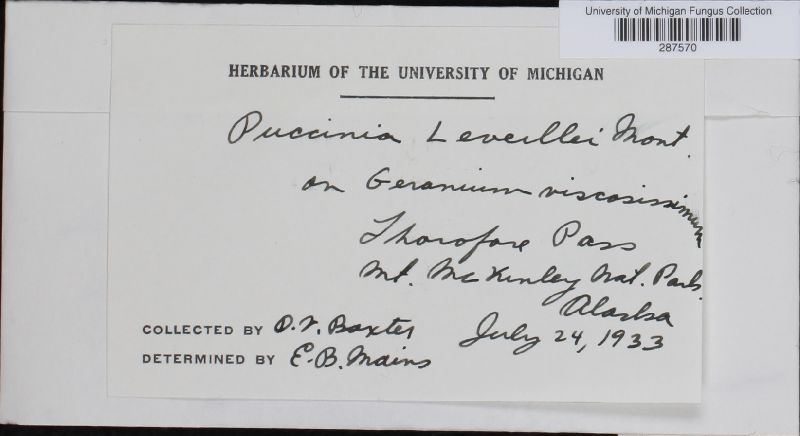 Puccinia leveillei image