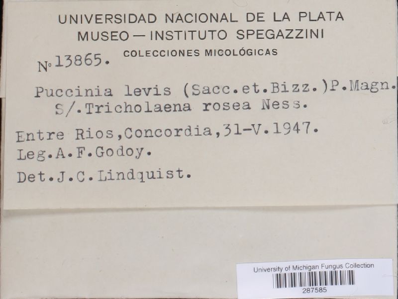 Puccinia levis image