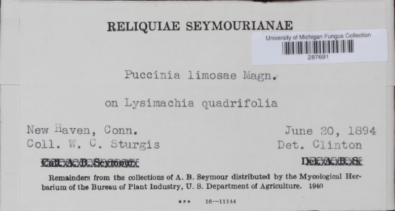 Puccinia limosae image