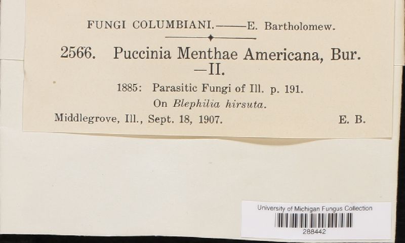 Puccinia menthae f. americana image