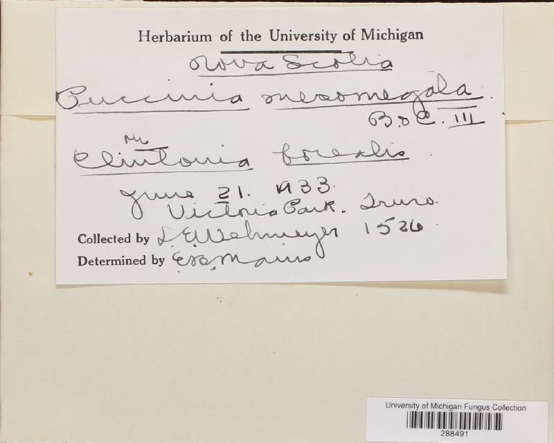 Puccinia mesomajalis image