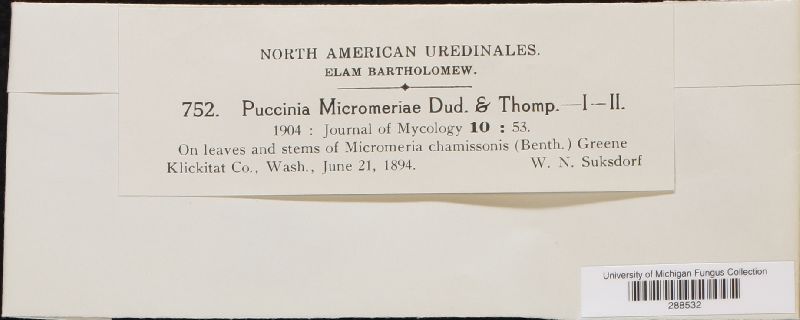 Puccinia micromeriae image