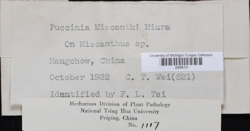 Puccinia miscanthi image